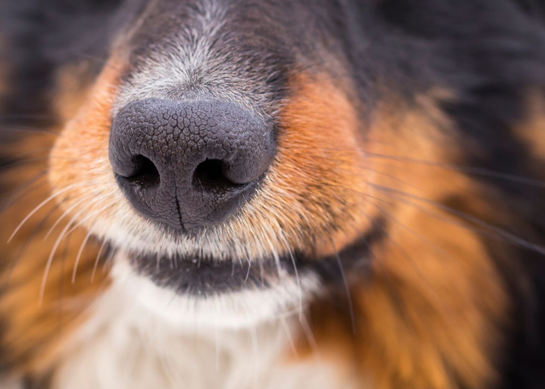 A dog's nose can detect heat, too